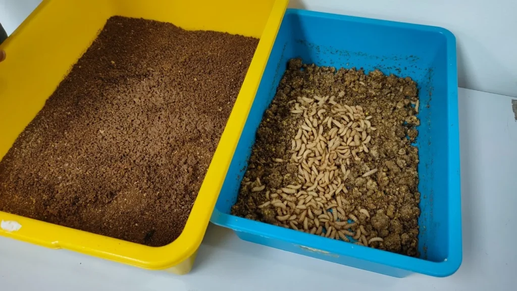 instalação de mosca-soldado negra, larvas, amostra de farinha desengordurada, legenda