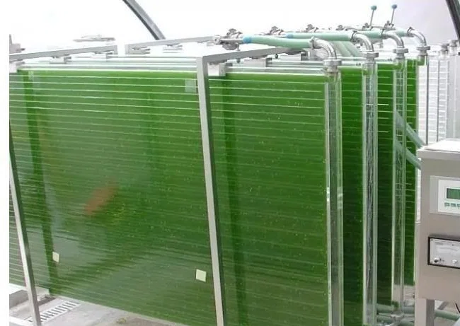 tanques de cultura de microalgas e farinhas concentradas